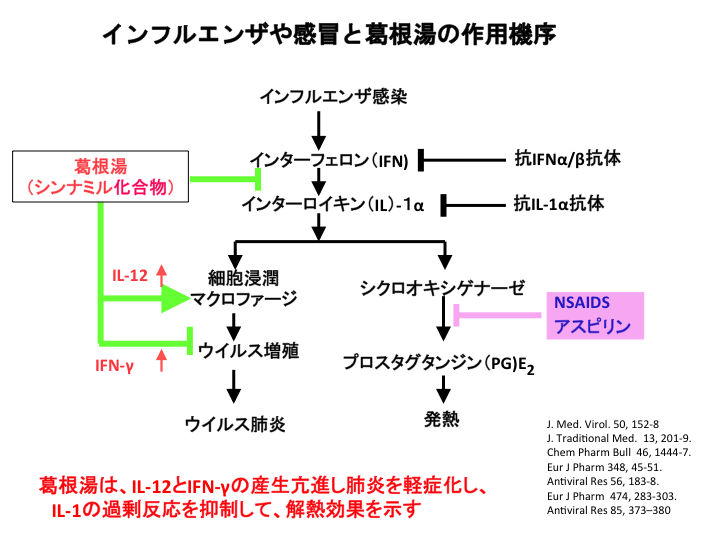 ウイルス 葛根 湯